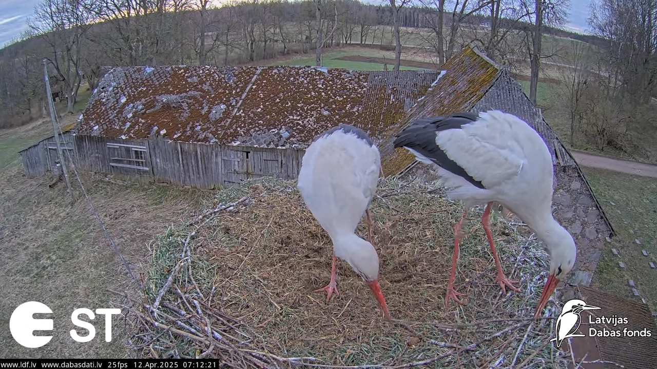(3) Baltie stārķi (Ciconia ciconia) Tukuma novadā __ White storks in Tukums, Latvia - YouTube - 806_