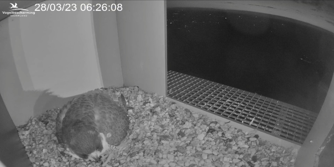 screenshots va 2 maart 2023 © VWGGemert/Vogelbescherming Nederland - Pagina 37 2023-03-28-063111