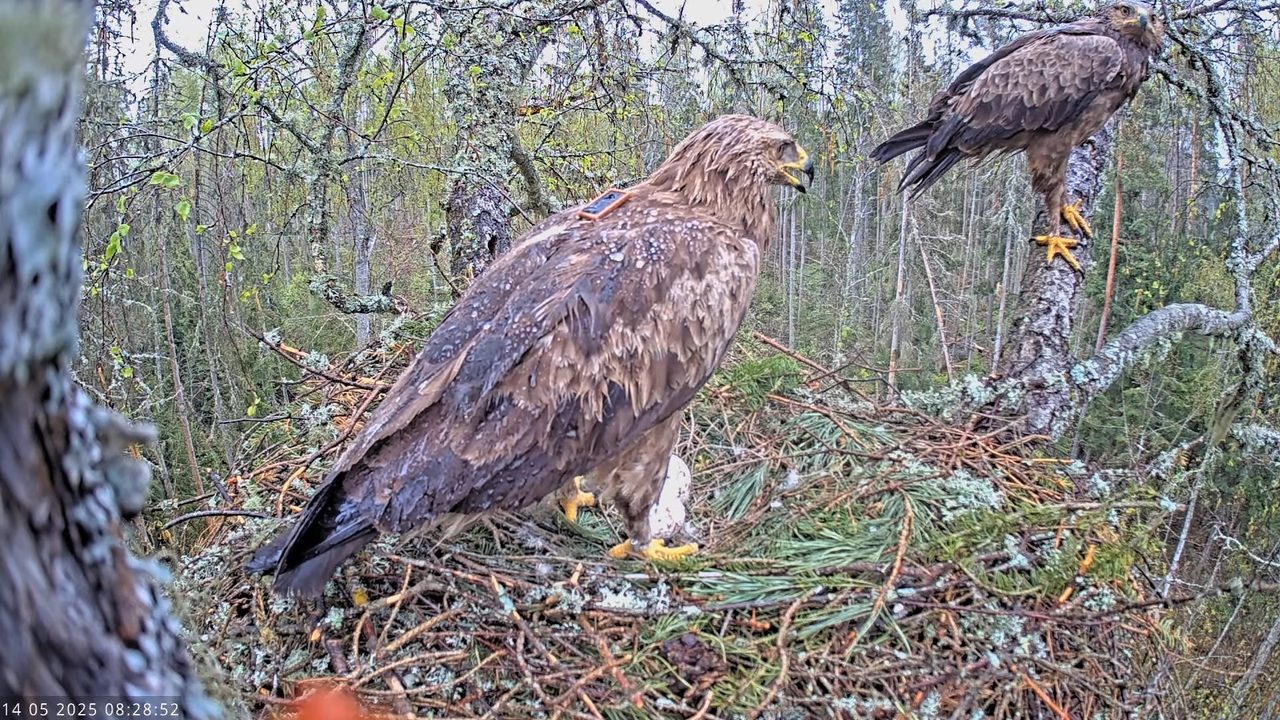 Väike-konnakotkas __ Clanga pomarina __ Lesser Spotted Eagle 10-47-32 screenshot