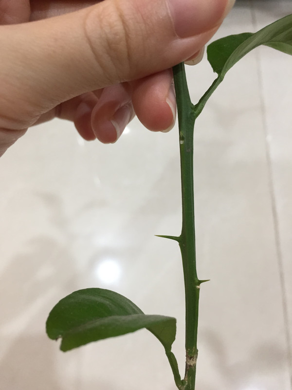 flying-dragon-thorn.jpg