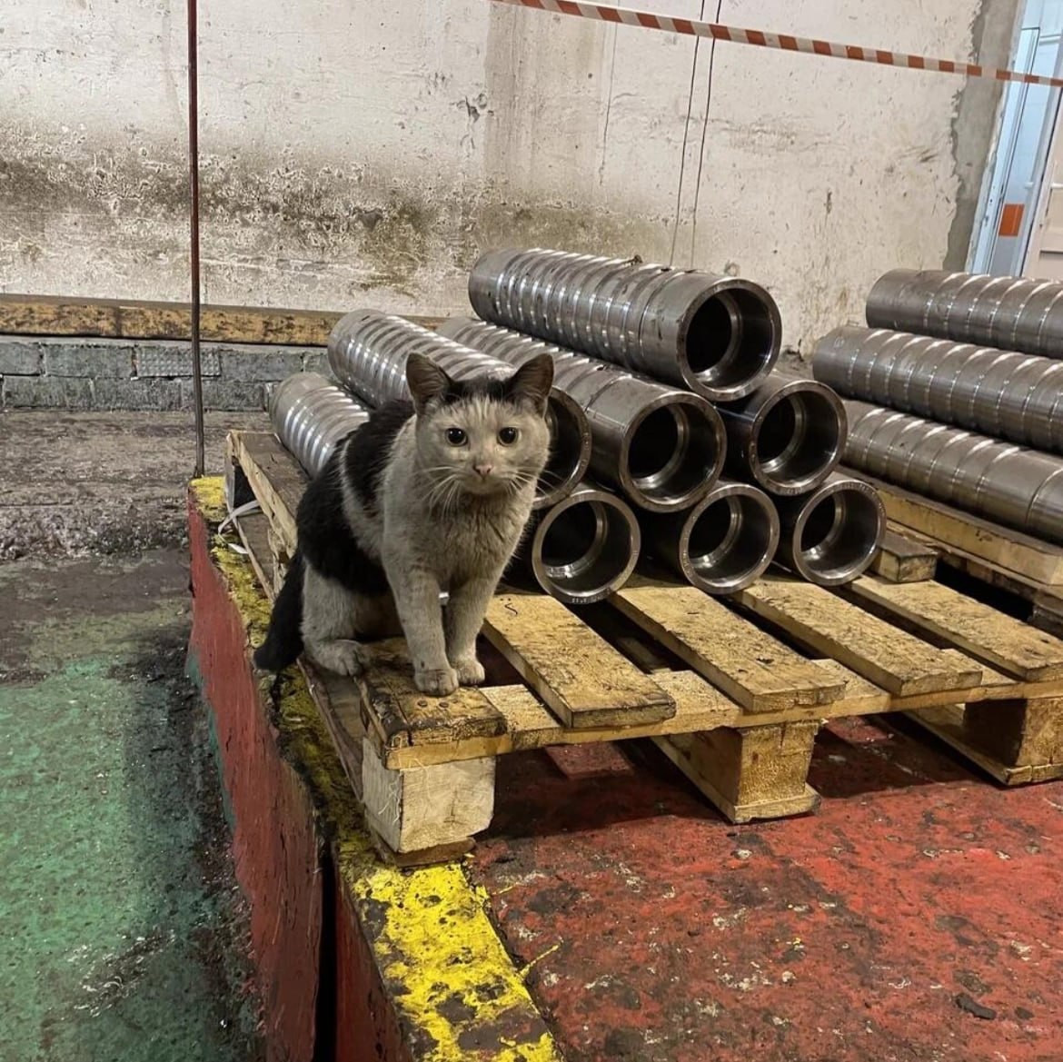 котэ завод кот в цех