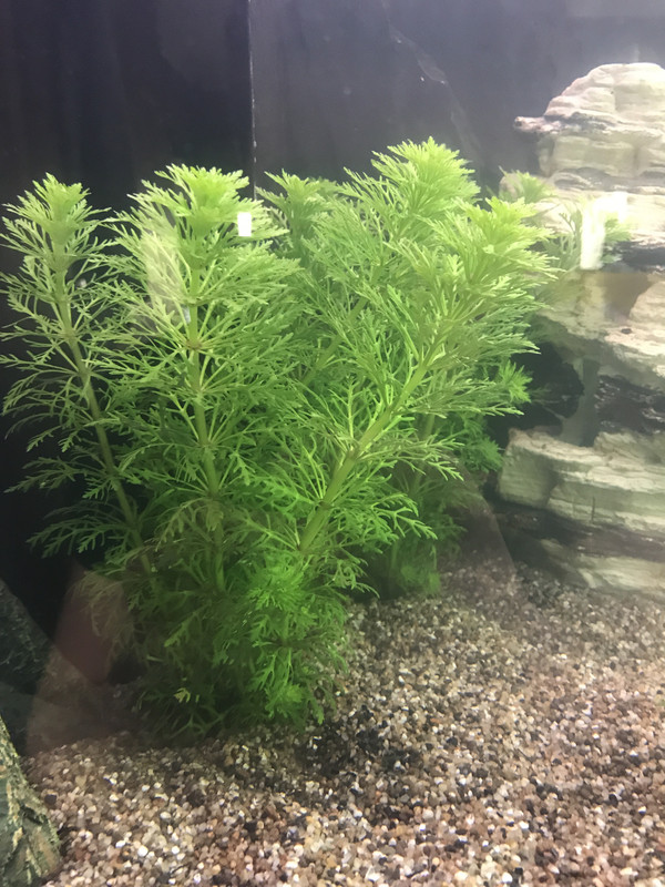 033FC6FD-5F3B-43CE-8E85-BF2DBFD9F36A