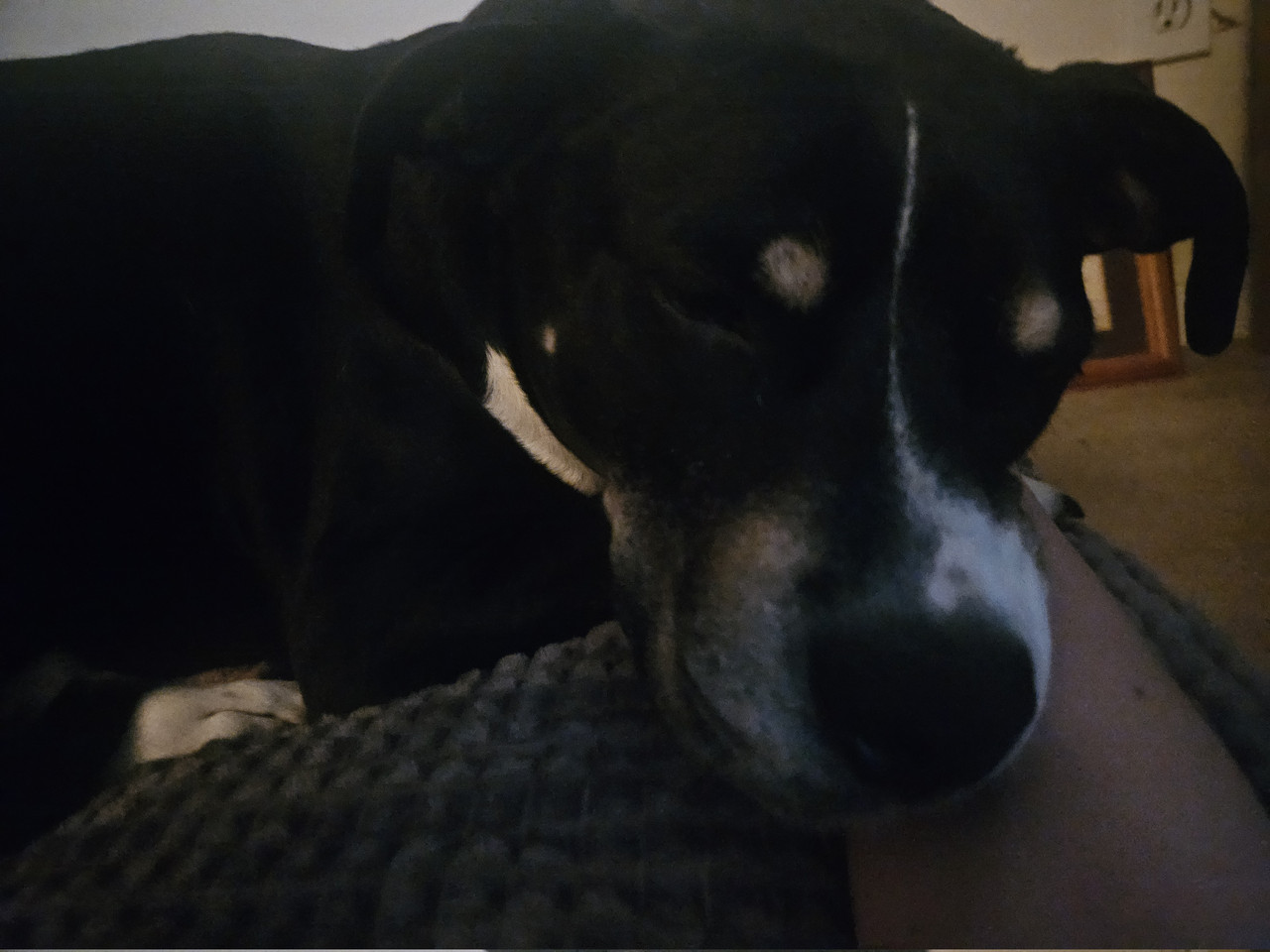 hi puppy