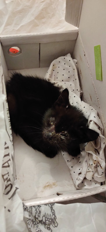 изображение_viber_2020-10-18_00-39-44