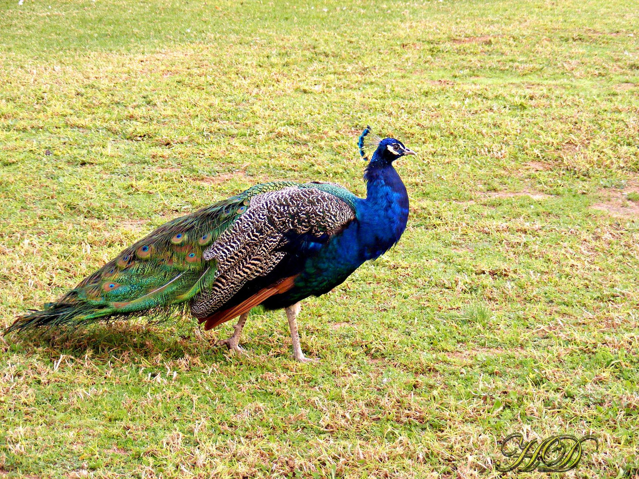 Peacock-HD-copy.jpg
