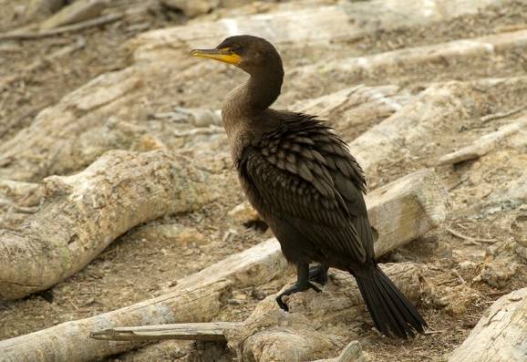 crested woodland bird nyt