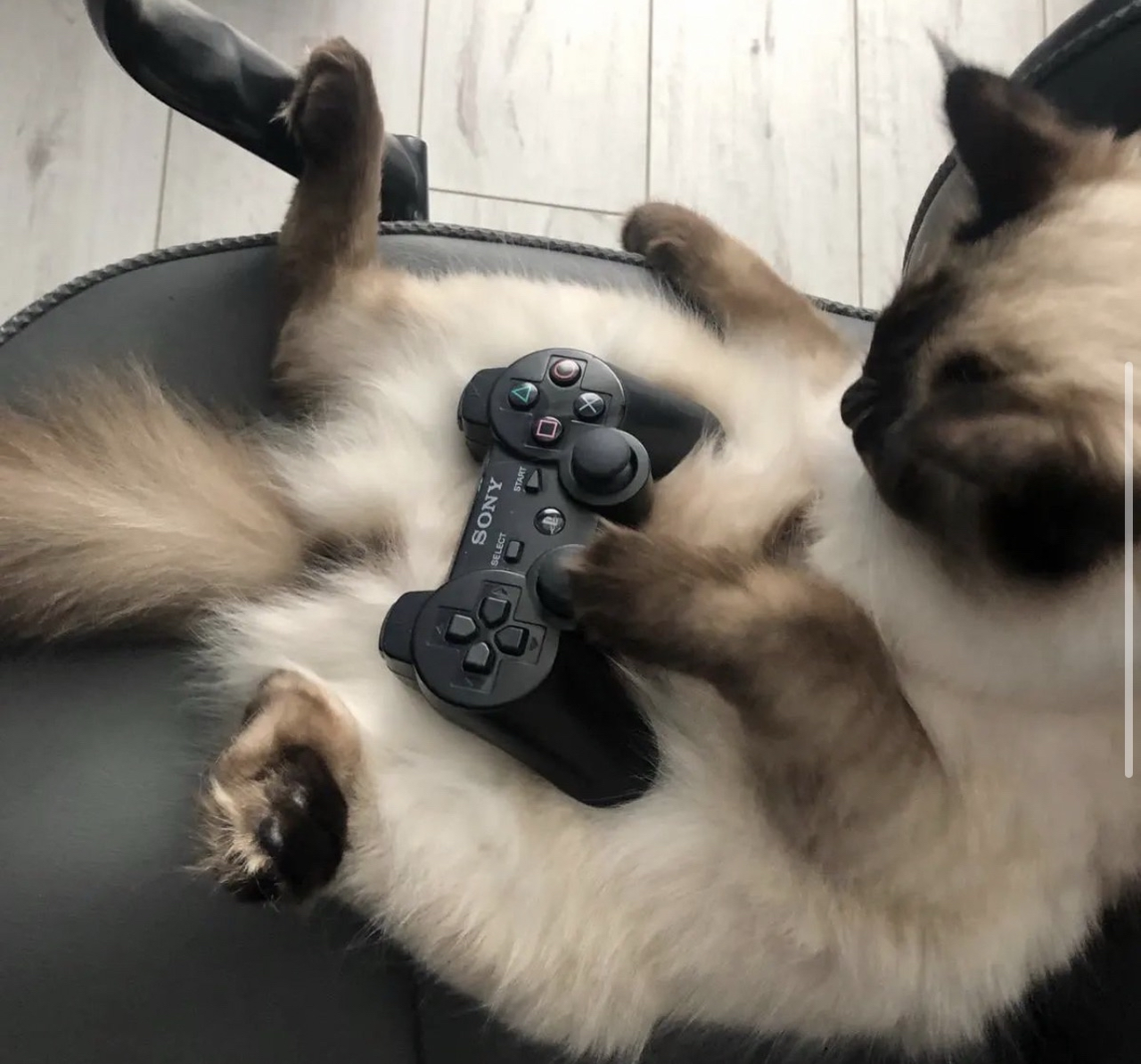 My Cat
