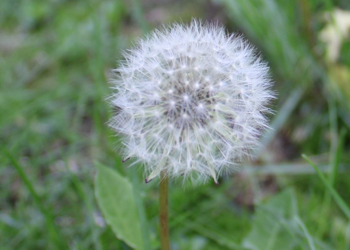 dandelion