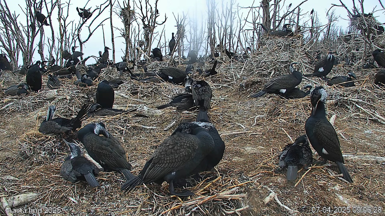Veebikaamera_ aasta lind 2025 - kormoran (põhikaamera) 10-58-24 screenshot