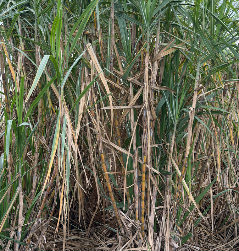 [Image: South-Of-Lake-Okee-Chobee5.png]