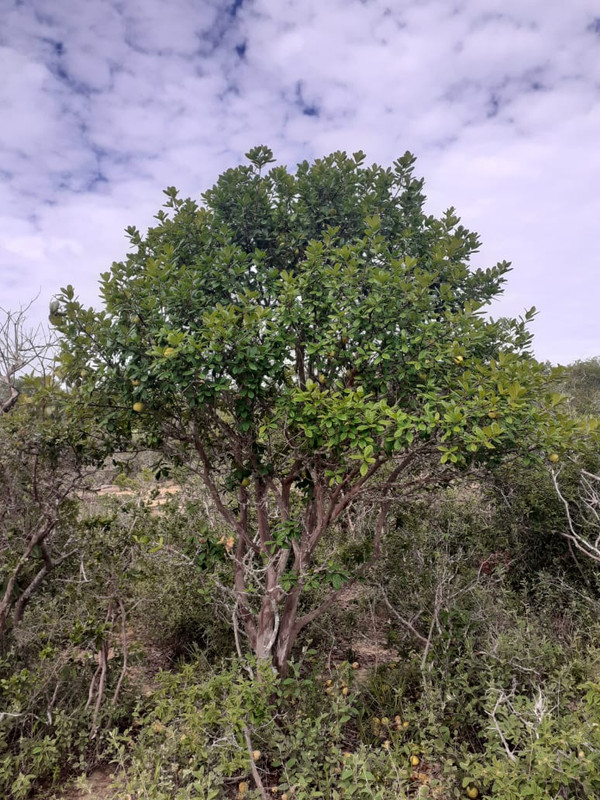 WhatsApp Image 2020-12-08 at 20.44.46 (2)