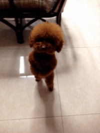 main-qimg-f51e30cf1409a9766a2ca2e0245873ab.gif