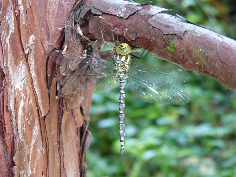 2014-07-13 Arboretum Härle 24