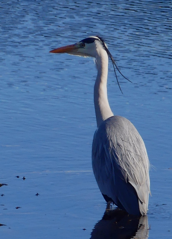 HERON 5