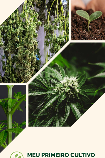 Meu Primeiro Cultivo