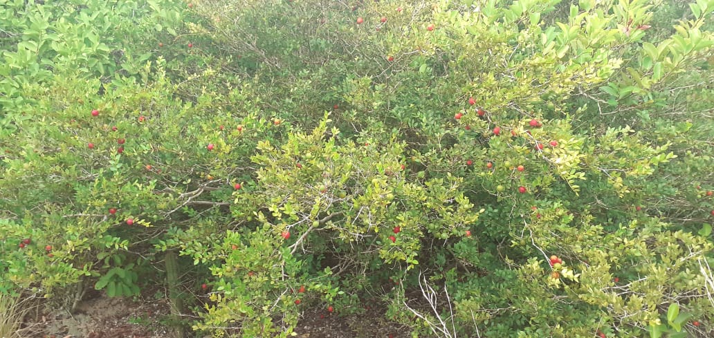 WhatsApp Image 2020-12-17 at 19.28.32 (1)