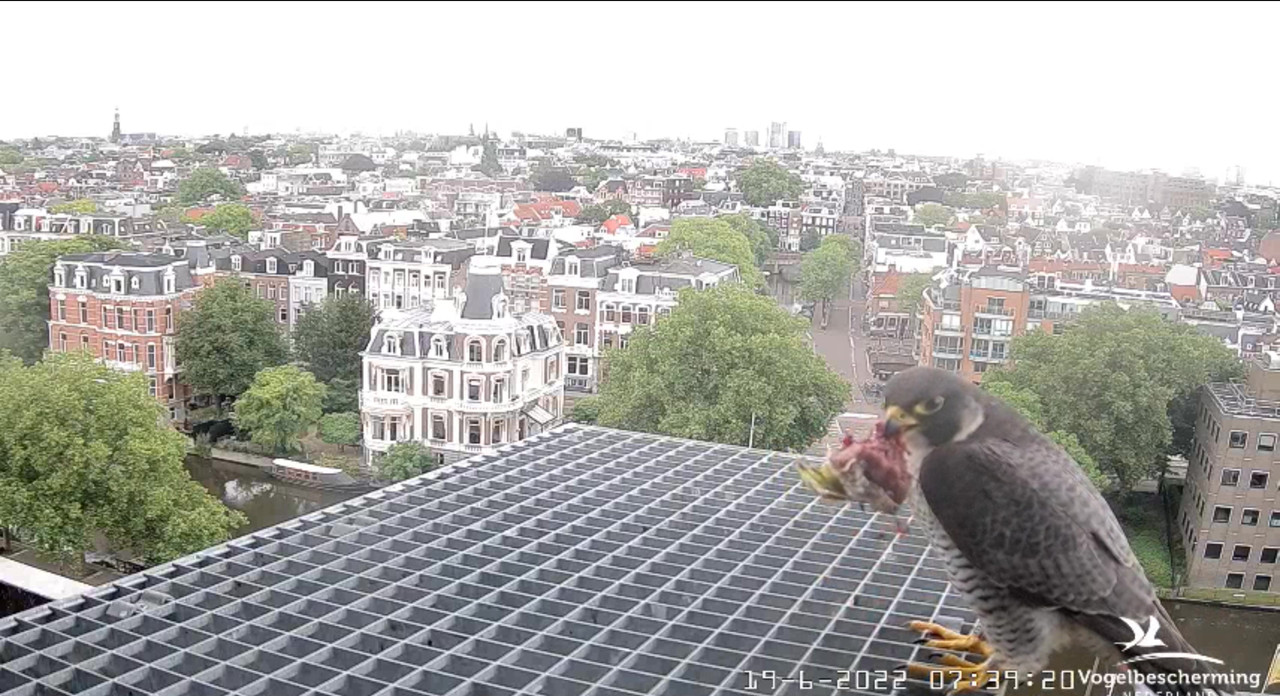 Amsterdam/Rijksmuseum screenshots © Beleef de Lente/Vogelbescherming Nederland - Pagina 29 Video-2022-06-19-074045-Moment-4