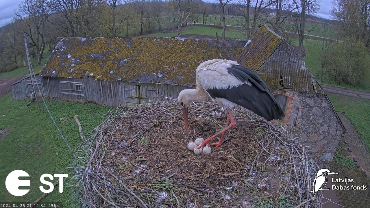 Baltie stārķi (Ciconia ciconia) Tukuma novadā - LDF tiešraide __ White storks in Tukums, Latvia 15-2