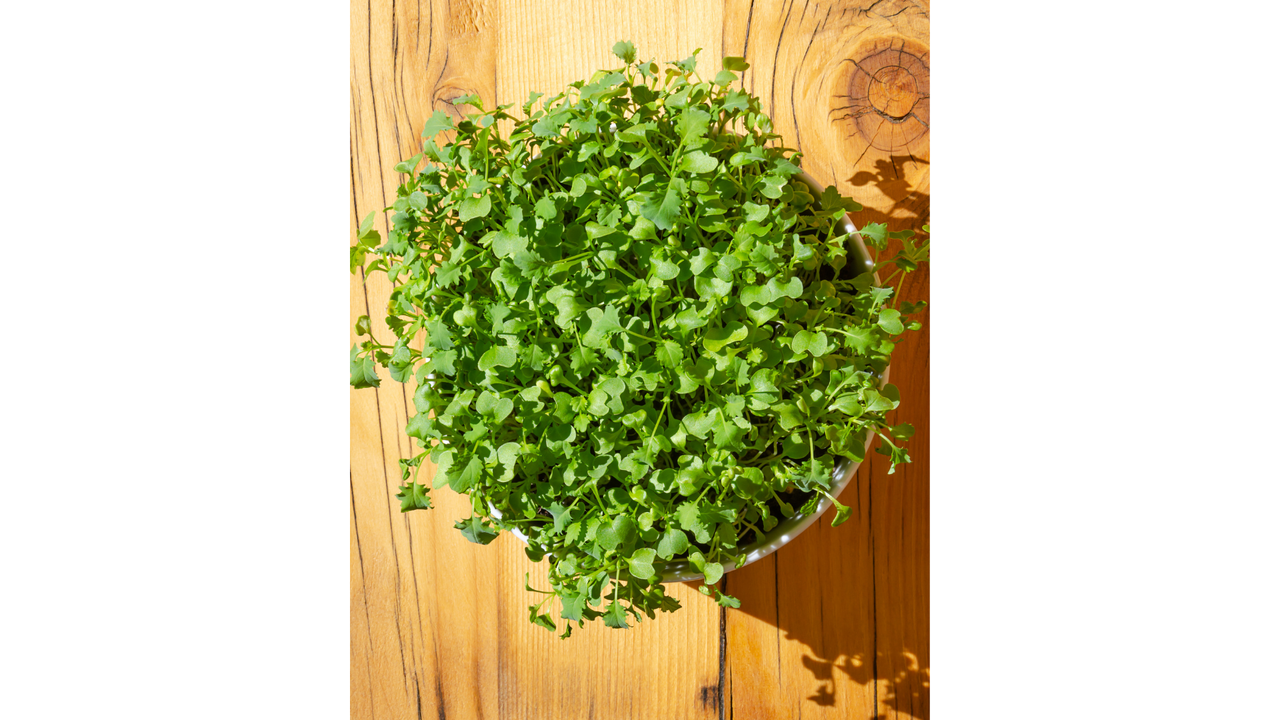 Kale Microgreens