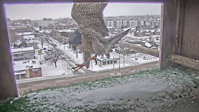 UW Oshkosh Peregrine - Pagina 2 Przechwytywanie-w-trybie-pe-noekranowym-23-02-2023-192519