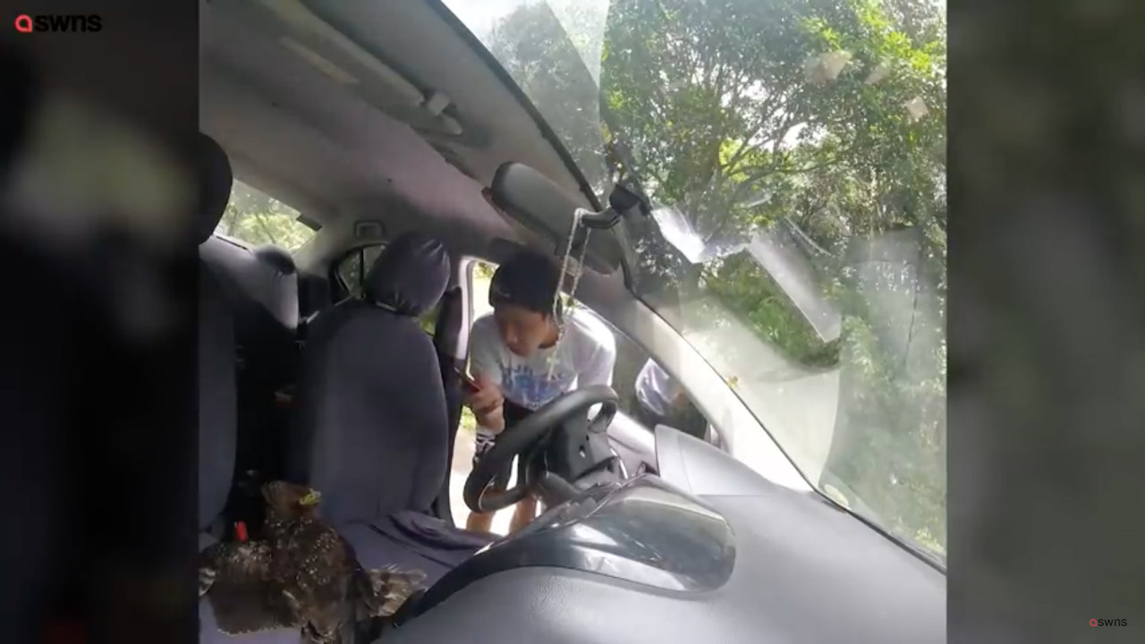 Águila entra en auto de youtuber cuando este grababa una cápsula de su viaje