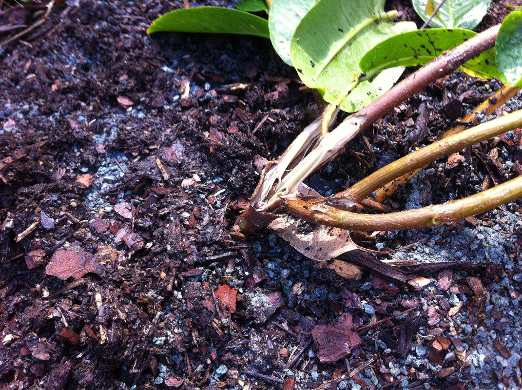 dead jambu