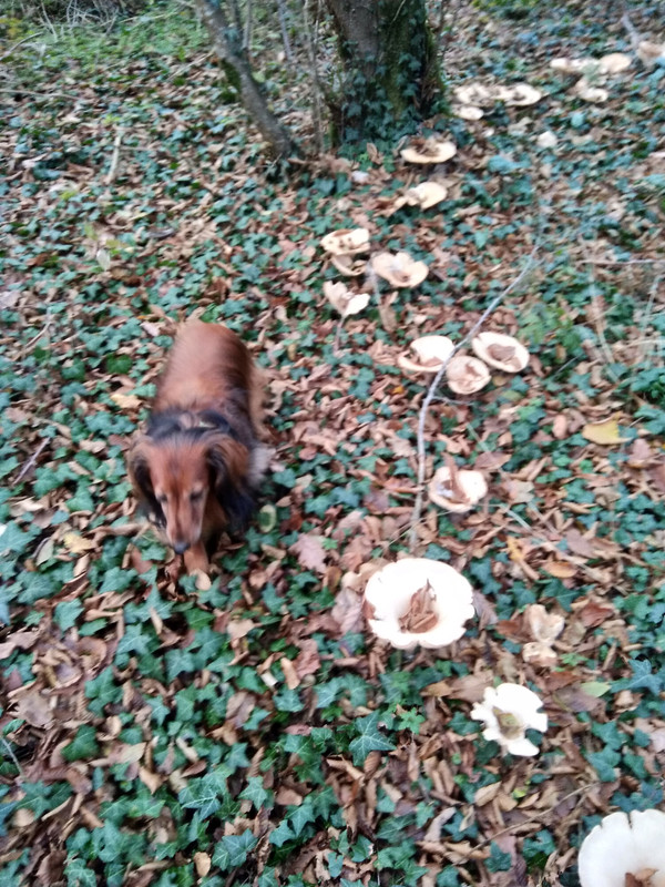 [Image: IMG-20211114-162940.jpg]