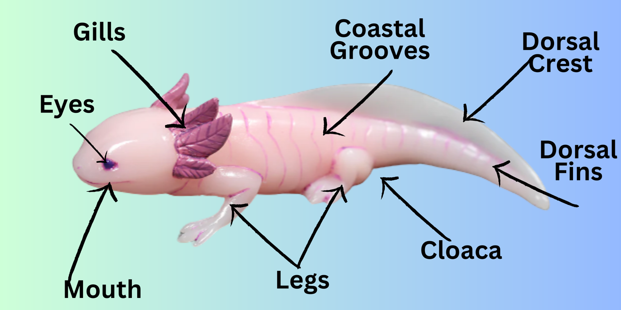 Axolotls 101: Caring For Axolotls