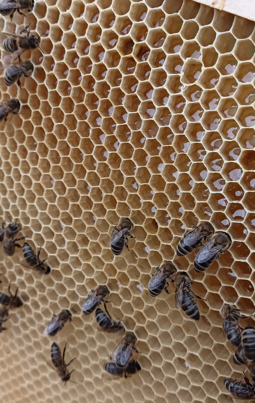 foto-z-31.3.2024 nástavek mezistěn  rámky24 cm