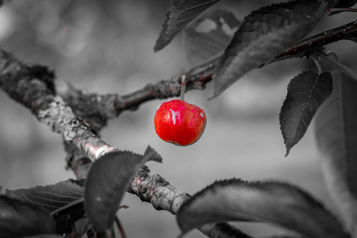 red-cherry-5282152-1280.jpg