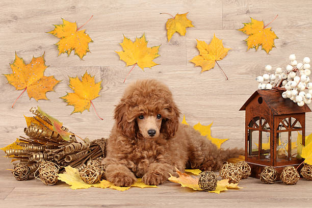 How to prevent goldendoodle matting