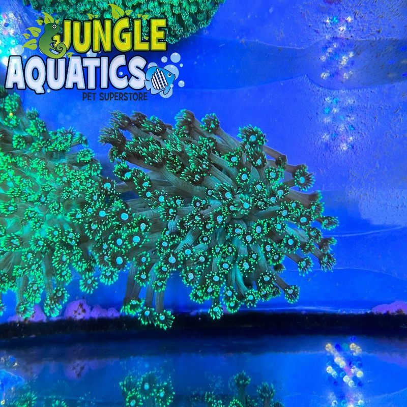 Coral Image