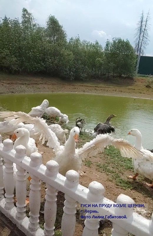 Гуси - 06 с подписью