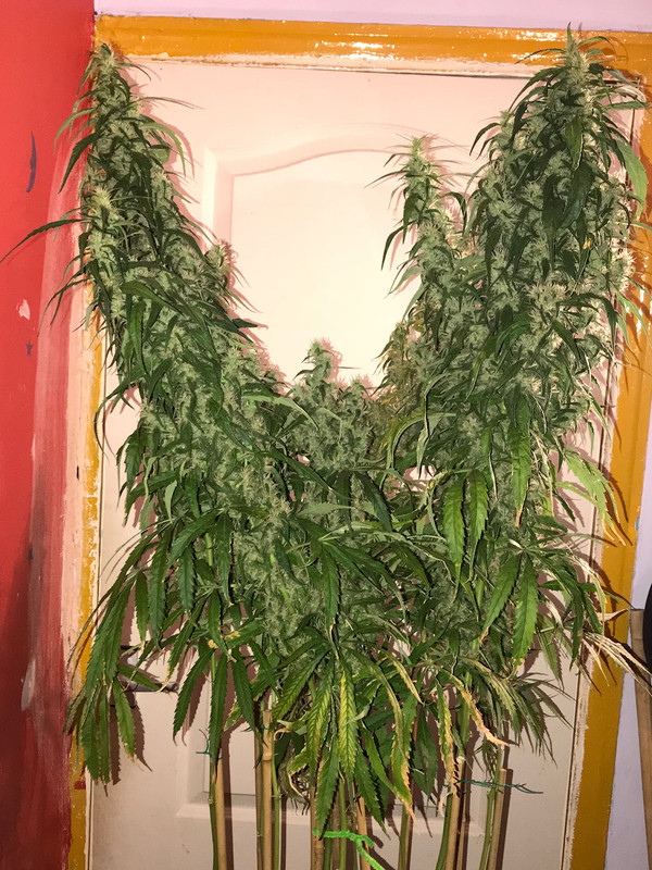 54AFB9D9-748D-4675-88B5-80D814BD0C27