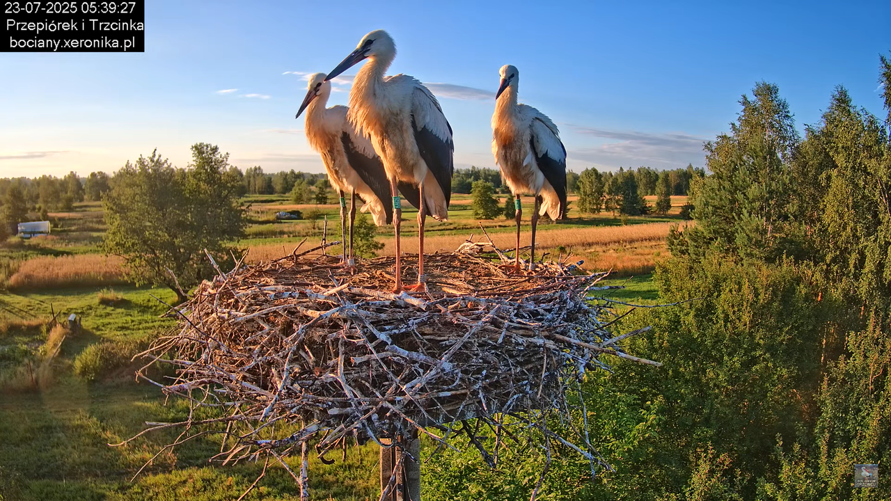 23072025bociany15