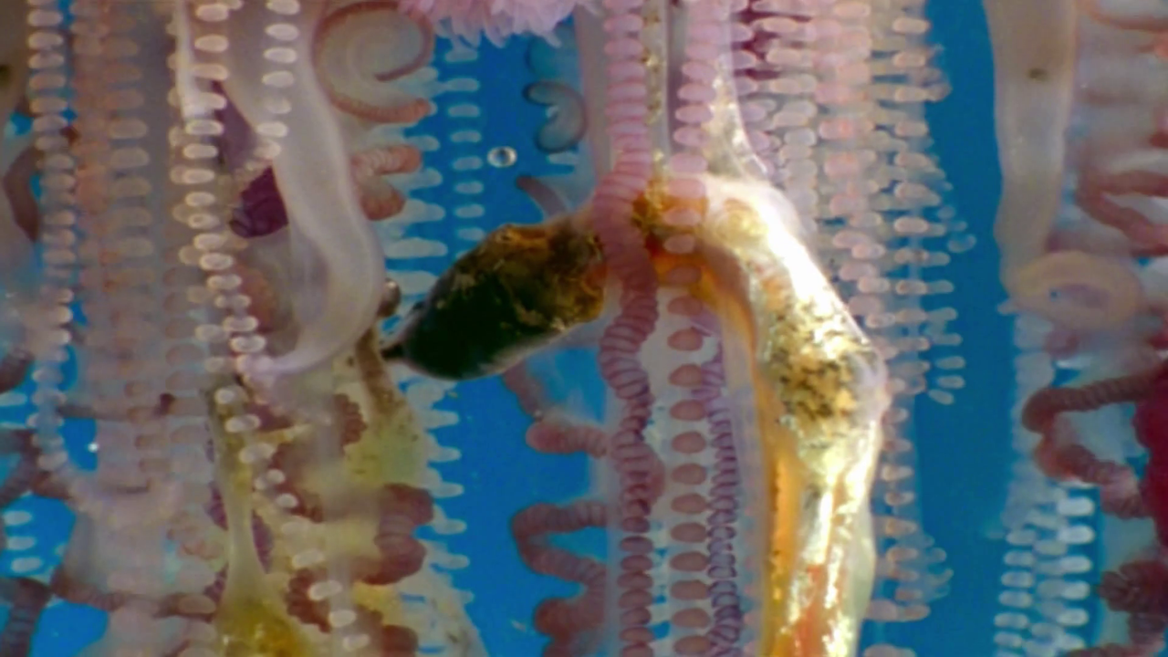 vlcsnap 2025 11 10 20h34m18s401