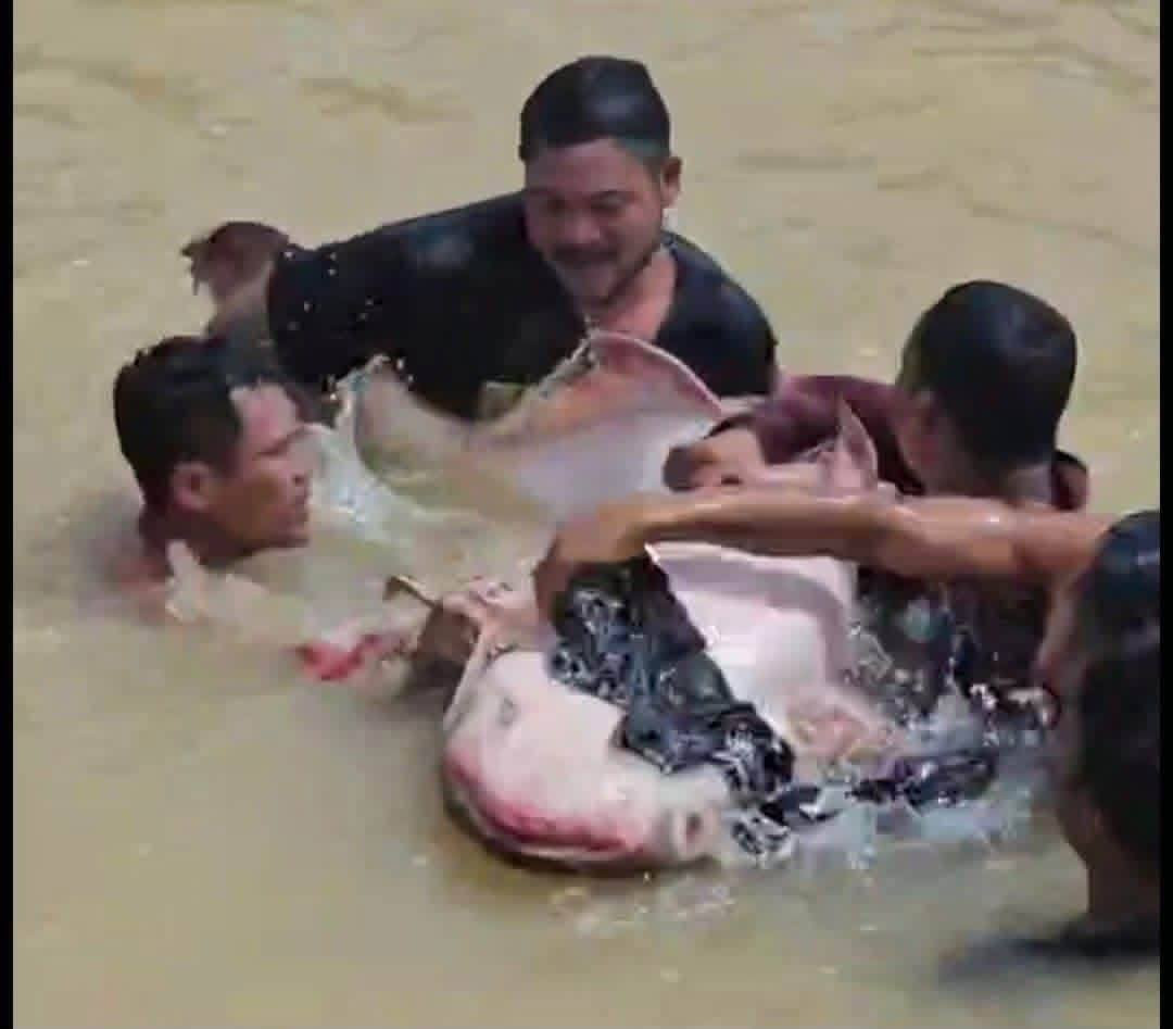 banteay meanchey canal crocodile was 100kg fish cambodia news 2026 34543
