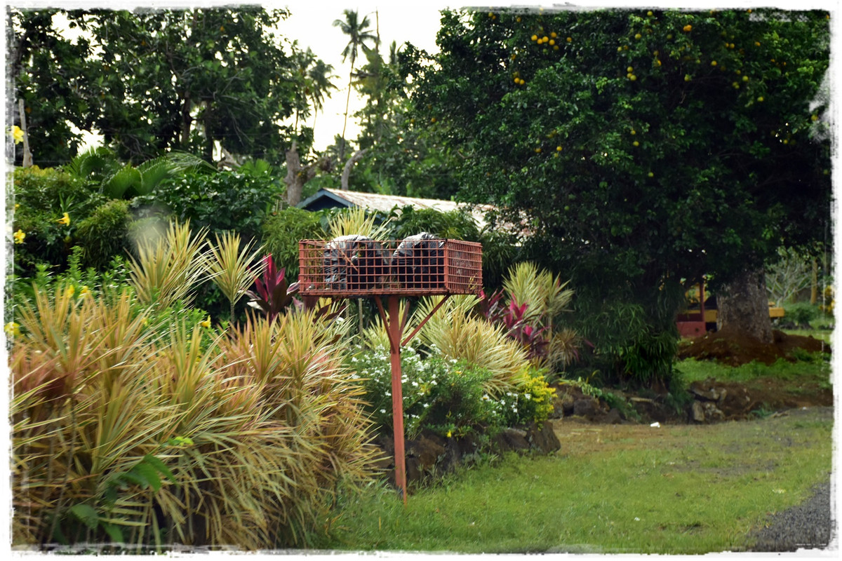 Talofa! Samoa, una perla en el Pacífico - Blogs of Samoa - Introducción y curiosidades sobre Samoa (24)