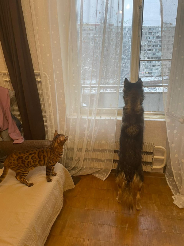 F95F81E0-6853-4500-BF5F-6CF93D7285CD