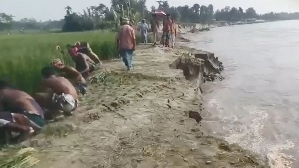 এক সপ্তাহে নদীগর্ভে ১৭ পরিবারের বসতভিটা, কাঁচা ধান কাটছেন কৃষকরা