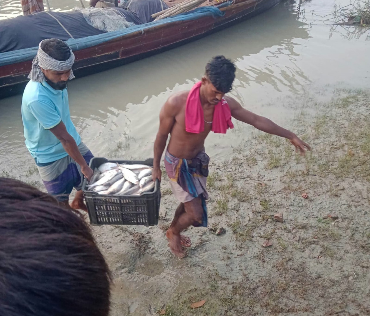 বরিশালে নিষেধাজ্ঞার মধ্যেও ইলিশ আহরণ, প্রকাশ্যে বিক্রি