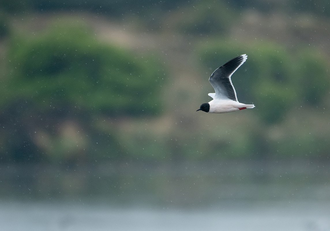 Dwergmeeuw in de regen