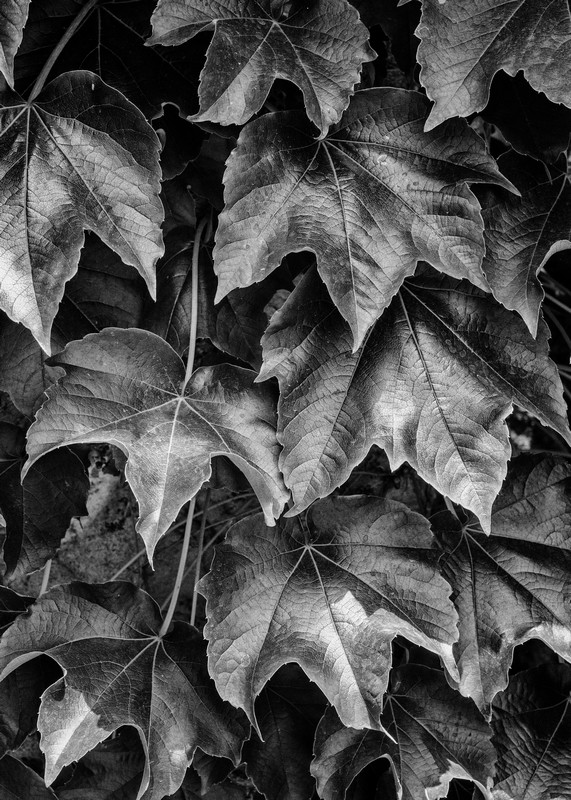 Hedera canariensis (Spanish Canary Ivy) - _JPB6273-Edit