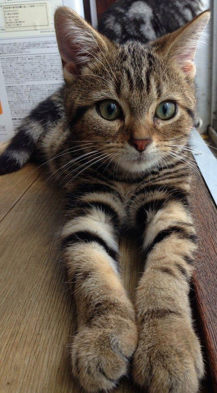 Catnewstriped8fed365dcae9f79ef33f.jpg