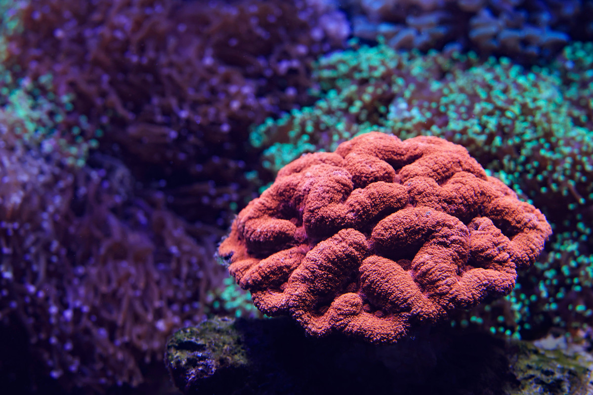  Heart
							Reef