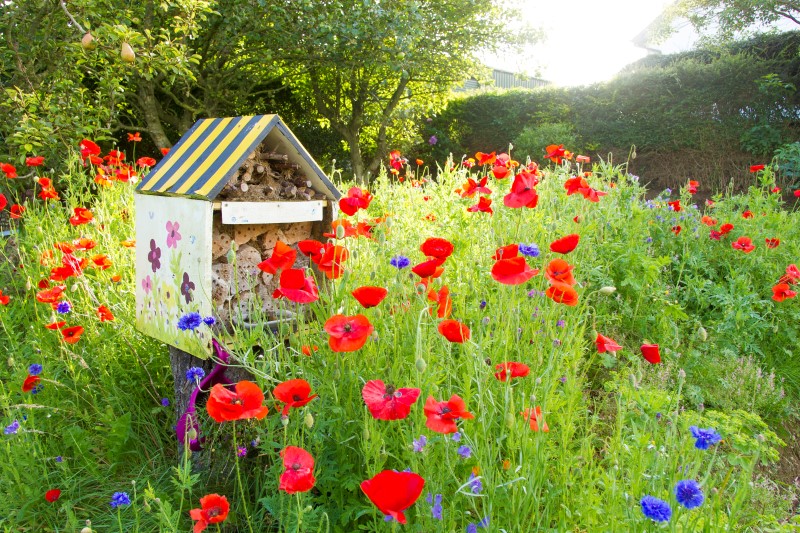 Bee-Hotel-Flowers-800px.jpg