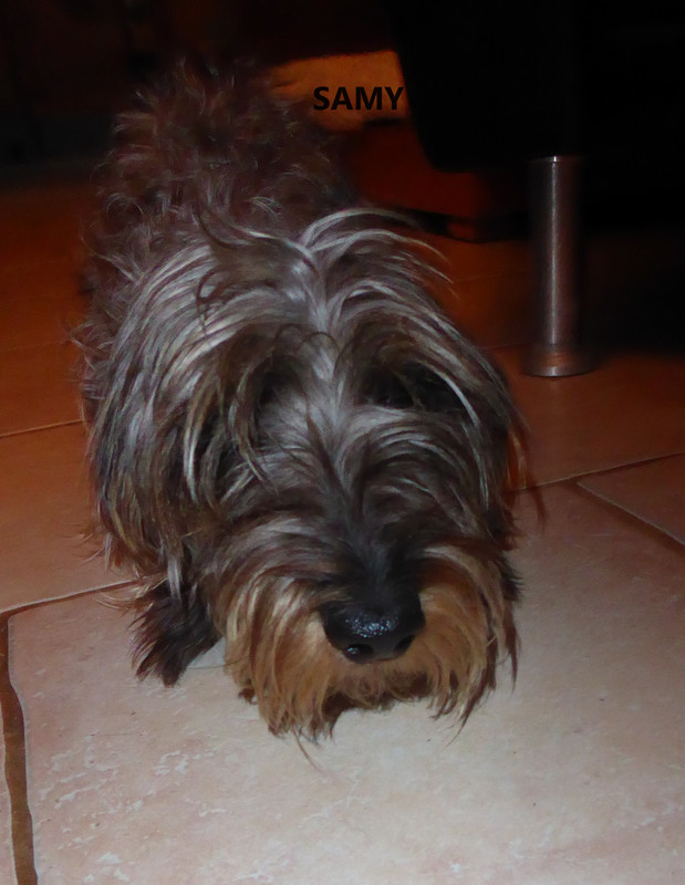 [Image: P1040181-Copie.jpg]