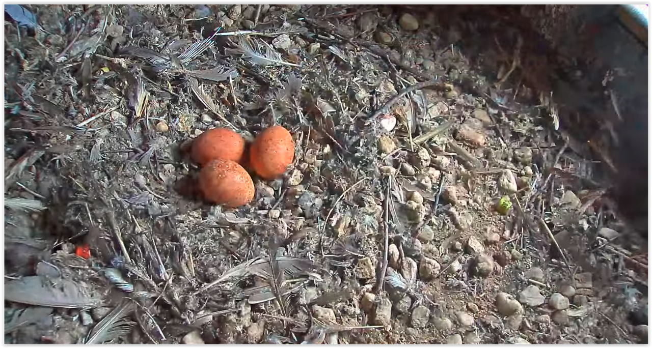 Screen Shot 03-15-25 at 09.29 AM 002