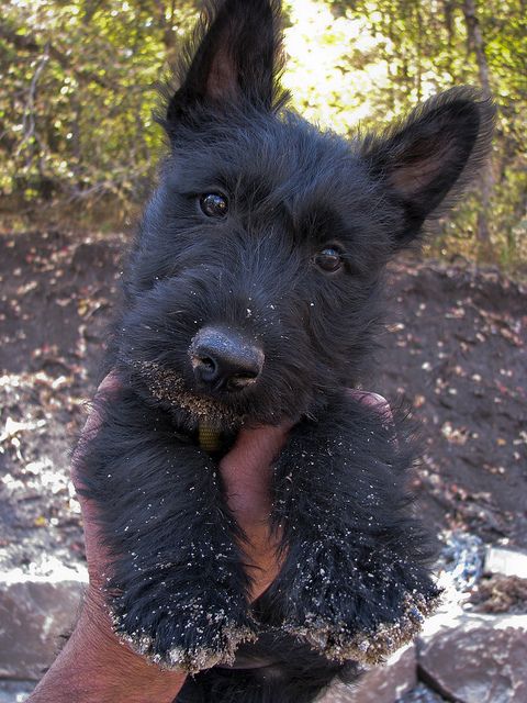 Dog-Baby-Scottie642b21b7be229f1433740f81-62c5b619e58ccd80cae56bf5-632bf634db2c50fa3368c8c47e3535b4.jpg