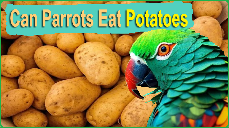Can Parrots Eat Potatoes